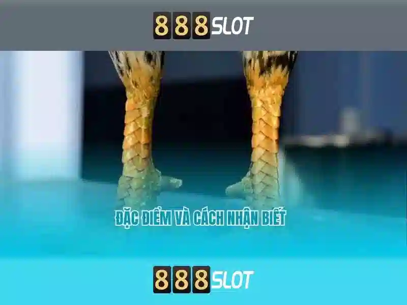 Lợi ích của 888slot