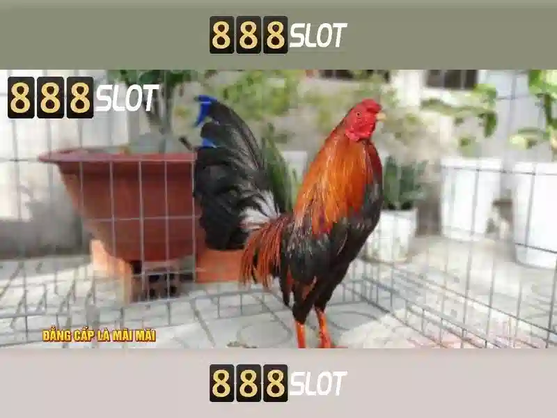Giới thiệu về 888slot